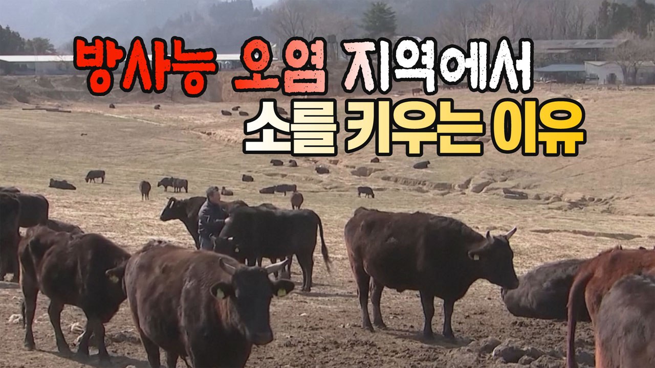 [세상만사] 후쿠시마 방사능 오염지역에서 소 233마리 키우는 사람 / YTN