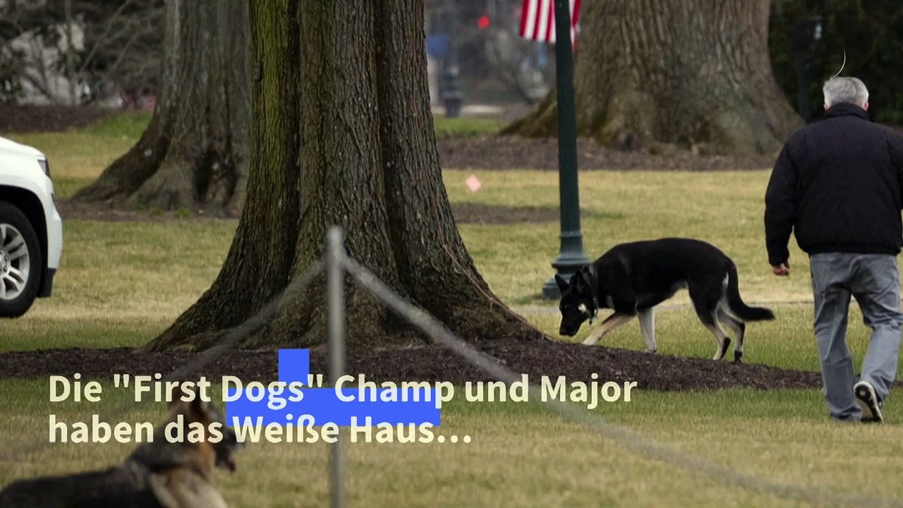 Bissig: Joe Biden verbannt Hunde aus Weißem Haus