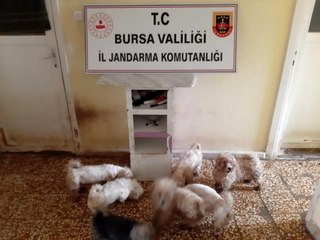 - Jandarmadan süs köpeği baskını