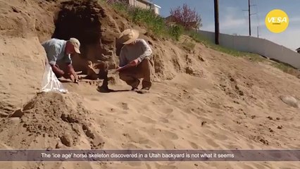 The ice age horse skeleton discovered in a Utah backyard is not what it seems