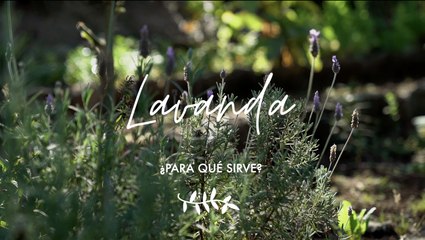 Lavanda ¿para qué sirve - Propiedades medicinales