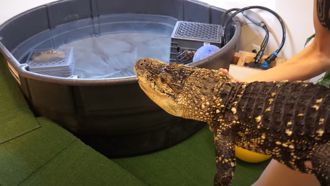 Rex The Alligator Gets A Room Makeover!