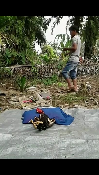 Video Lucu