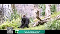 Covid 19- Grandes macacos recebem vacina nos EUA