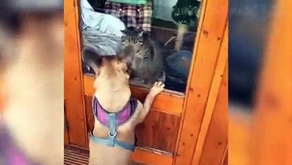 -- Funniest -- Dogs and -- Cats - Awesome Funny Pet Animals Videos --(240P)