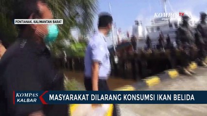 Masuk Kategori Hewan Dilindungi, Masyarakat Diminta tidak Konsumsi Ikan Belida