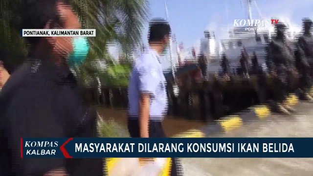 Masuk Kategori Hewan Dilindungi, Masyarakat Diminta tidak Konsumsi Ikan Belida