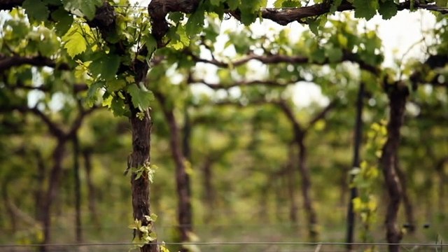Australian winemaker wins award for 2nd year in a row