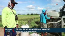 Rencana Pemerintah Impor 1 Juta Ton Beras Tahun 2021
