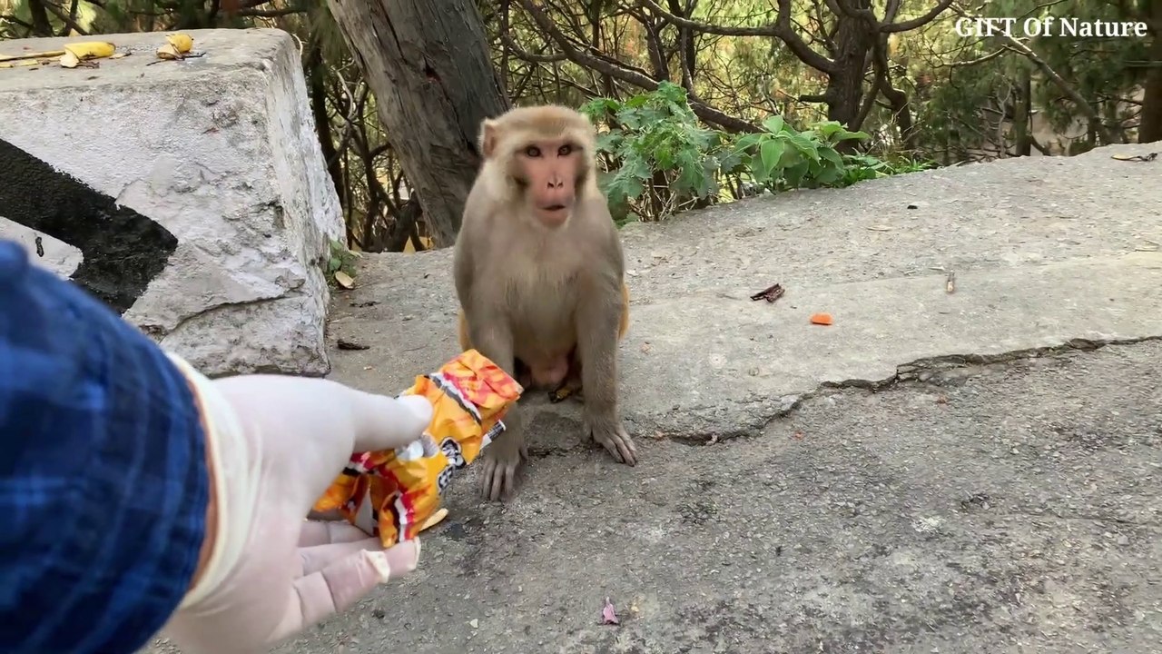 Coronavirus Lockdown effect on animals _ Life of streets Dog and Monkey  _ COVID_Full-HD