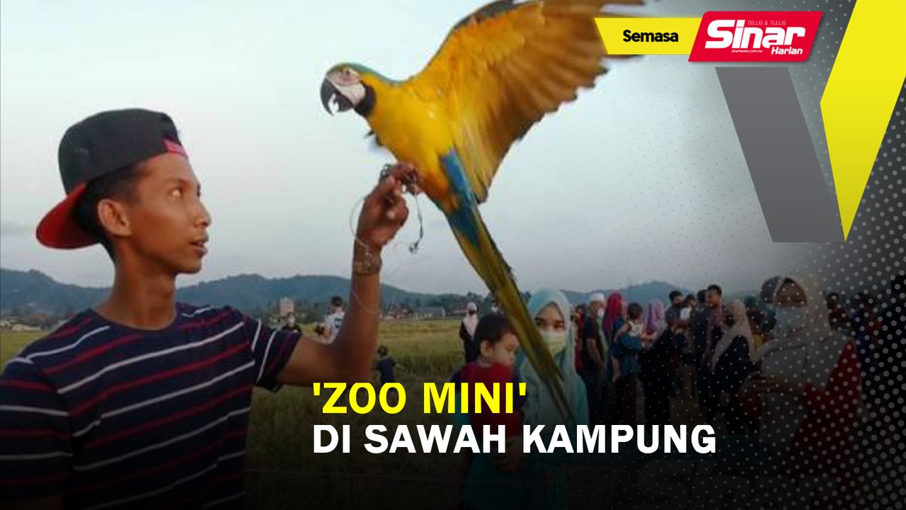 'Zoo mini' di sawah kampung Video Dailymotion