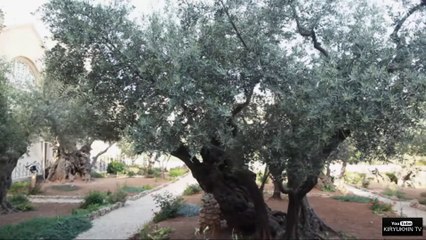 Мир Библии - Библейские растения