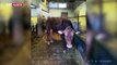 Acil Sağlık ekipleri karantinadaki yaşlı kadının ineklerini besledi