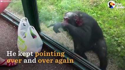 SMART Chimp Asks Zoo Visitors For Drink
