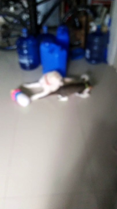 cat and dog
