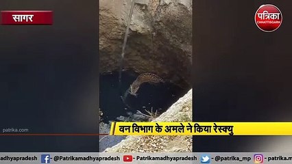 VIDEO: हाईवे पर कुएं में गिरा तेंदुआ, वन विभाग के अमले ने किया रेस्क्यु