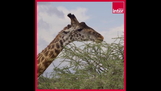 L’importance de l’amitié chez les girafes ! La chronique environnement