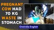 Pregnant cow ingested 70 kg waste, calf could not grow | Oneindia News