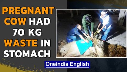 Pregnant cow ingested 70 kg waste, calf could not grow | Oneindia News