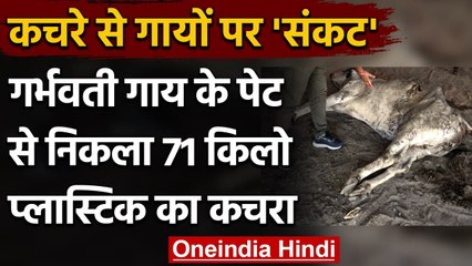 Haryana: Pregnant Cow के Stomach से निकला 71Kg Plastic Waste, हुई मौत । वनइंडिया हिंदी