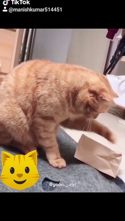 cute cat