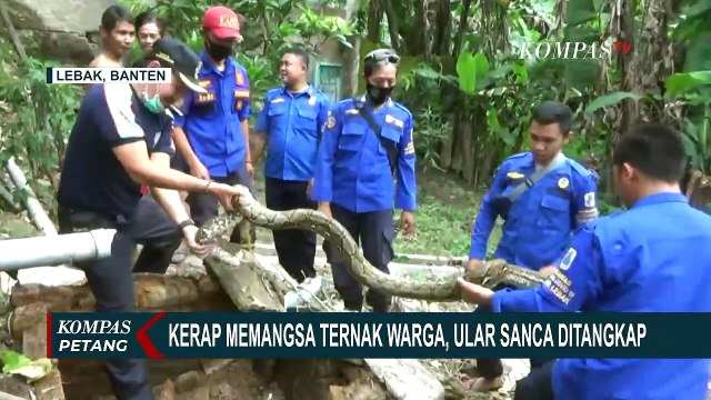 Ular Sanca Sepanjang 3 Meter Ditemukan di Permukiman, Diduga Kerap Makan Ternak Warga
