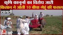 किसान बोला- खेती घाटे का सौदा, जोत दी 10 बीघा गेहूं की फसल, देखें Video