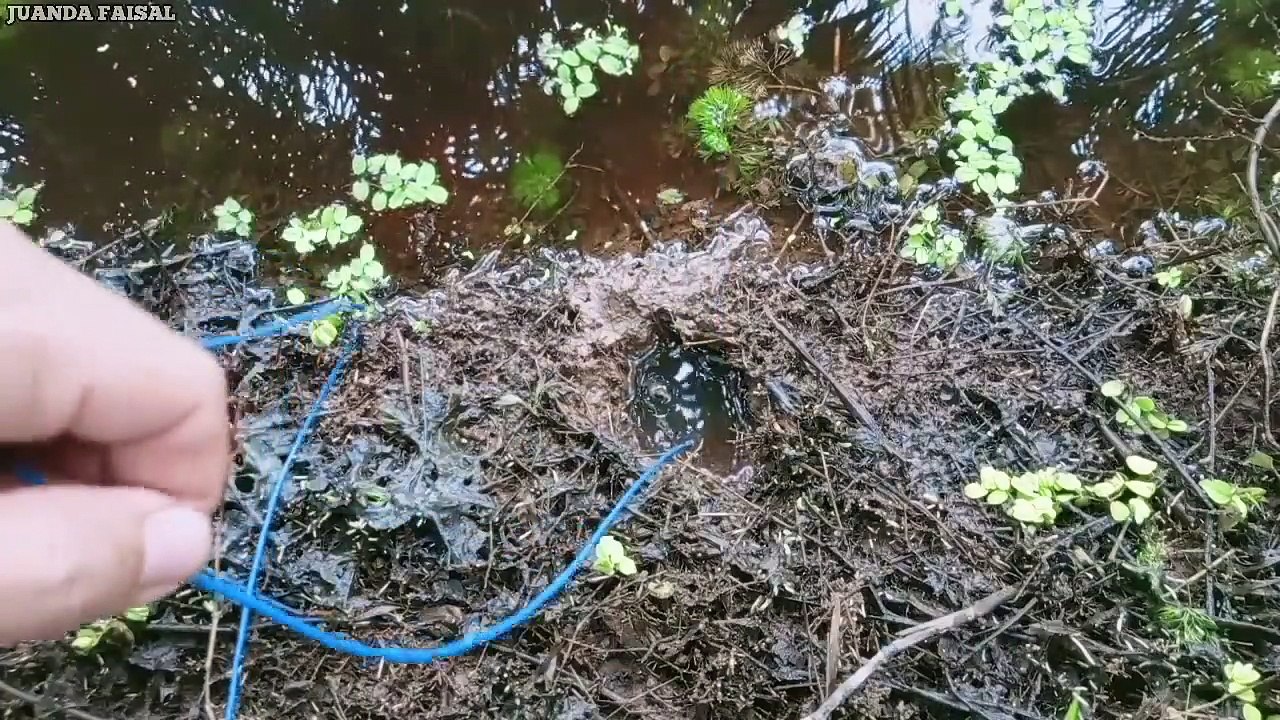 AUTO TERKAPAR... Belut Monster Di Kebun Sawit Ini Tak Ada Habis Habisnya! Mancing Belut Kebun Sawit
