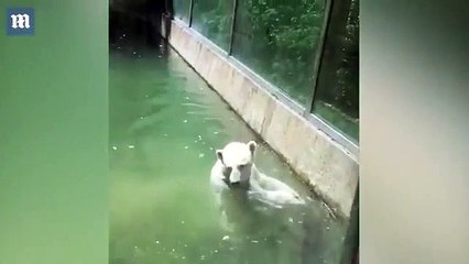 Un ours polaire attrape un oiseau et veut le réanimer