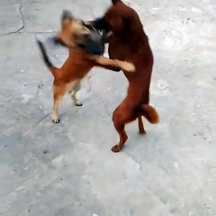 Two dogs