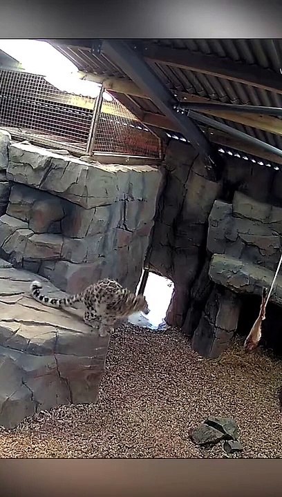 Funny Leopard 