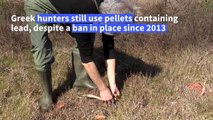 Flamingos in Greece poisoned by illegal lead pellets