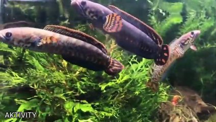 The most beautiful snakehead fish in the world