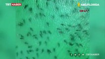 Sahile yaklaşan köpek balığı sürüsü dronla görüntülendi