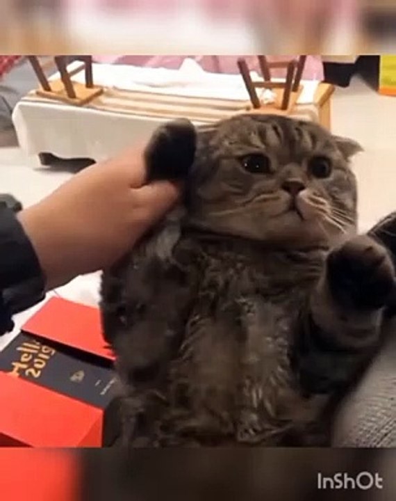 Cute cat says hello,,