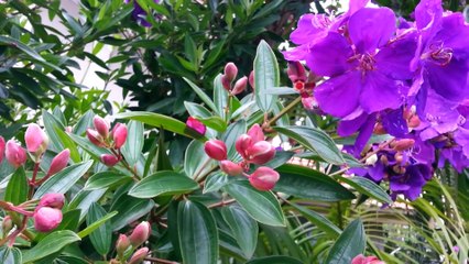 Miriam Maria's Timeless Classic 'Manacá' (2001) 🎶