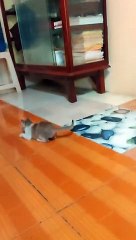 the cat also knows how to play