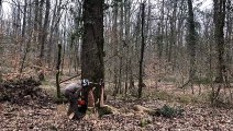 Quatre chênes de la forêt de Châteauroux abattus pour redonner vie à Notre-Dame-de-Paris