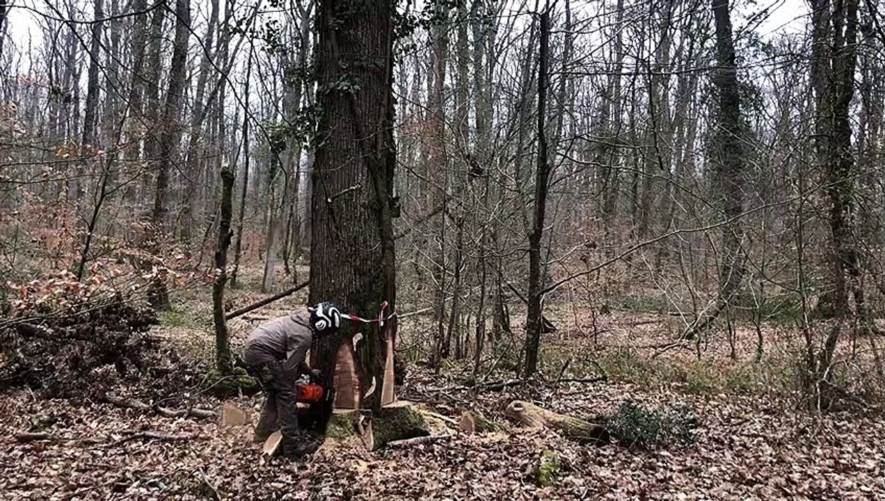 Quatre chênes de la forêt de Châteauroux abattu...