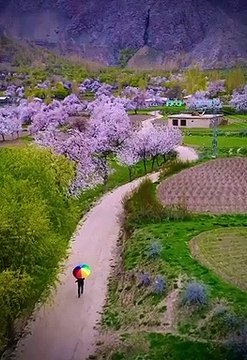 Beautiful Cherry Blossoms Skardu Gilgit Baltistan Pakistan