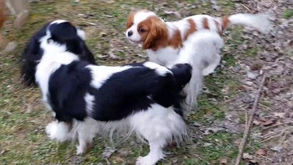Jeux pendant la promenade du soir suite