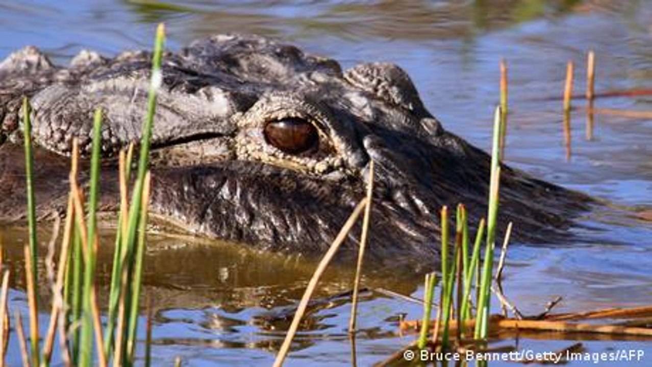 Krokodil-Alarm nach Massenausbruch in Südafrika