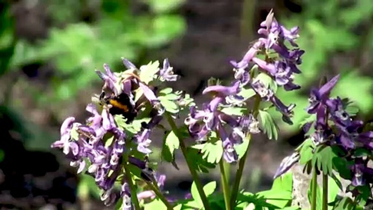 bee