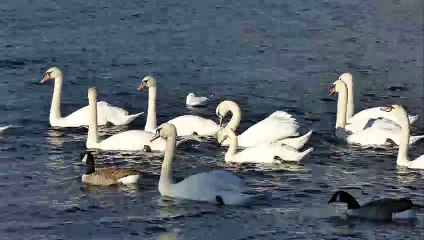 Single Duck Among Swans