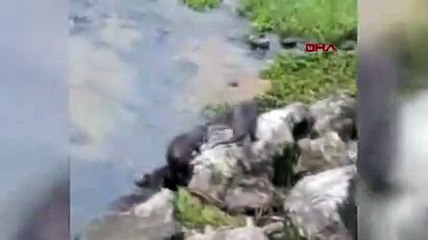 Düzce'de Melen çayında su samurları görüldü