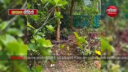 दो जहरीले सांपों के बीच जबरदस्त फाइट, देखें खतरनाक वीडियो