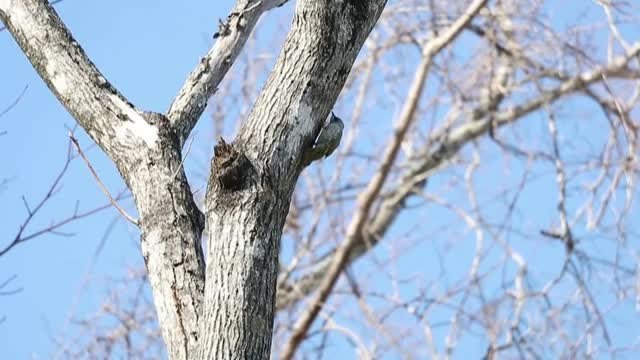 Una cabina telefónica ayuda a mantener vivo el recuerdo de las víctimas del tsunami de Japón de 2011