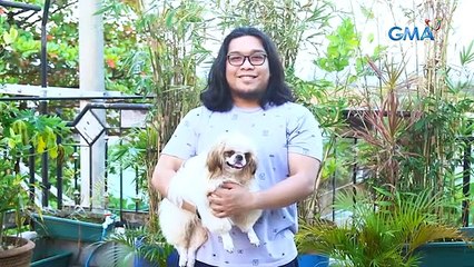 AHA!: Shih Tzu, the most popular dog breed in the Philippines