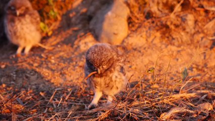 These little owlets seem to be looking for something to eat. Mochuelos comiendo.