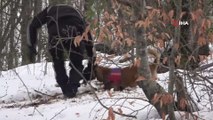 Zonguldak Jandarmasının 'süper burun' köpekleri Zonguldak Jandarmasının 'süper burun' köpekleri